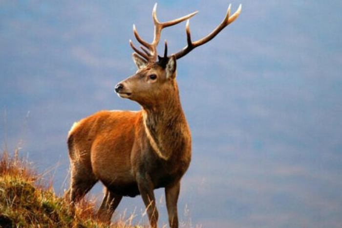 Discover the Majestic Wilderness Embark on an Unforgettable Kashmir Wildlife Tour